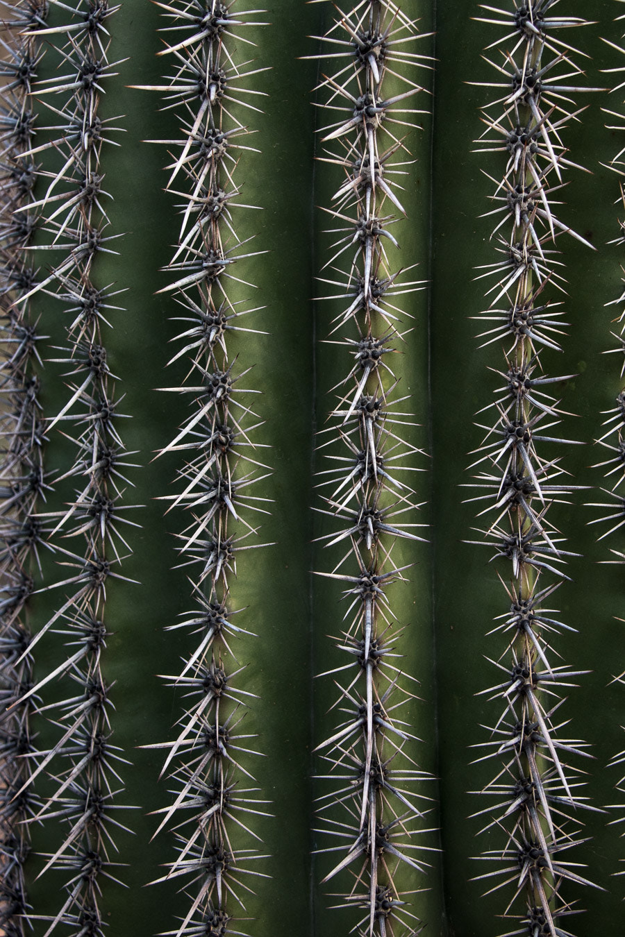 Canon EOS M5 sample photo. Saguaro thorns detail photography