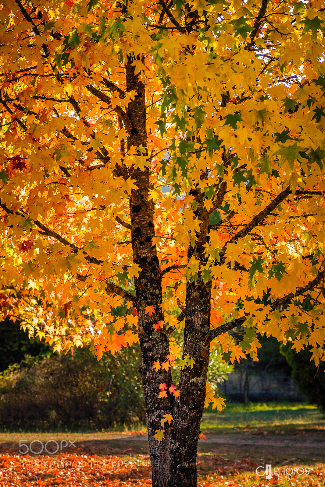 Canon EOS 60D sample photo. Autumn backlight photography