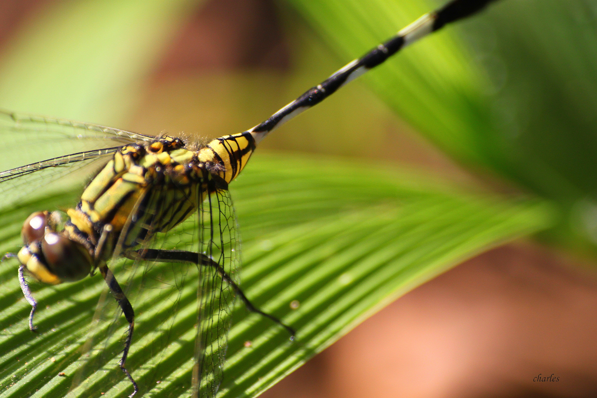 Sigma 70-300mm F4-5.6 APO DG Macro sample photo. Dragonfly photography