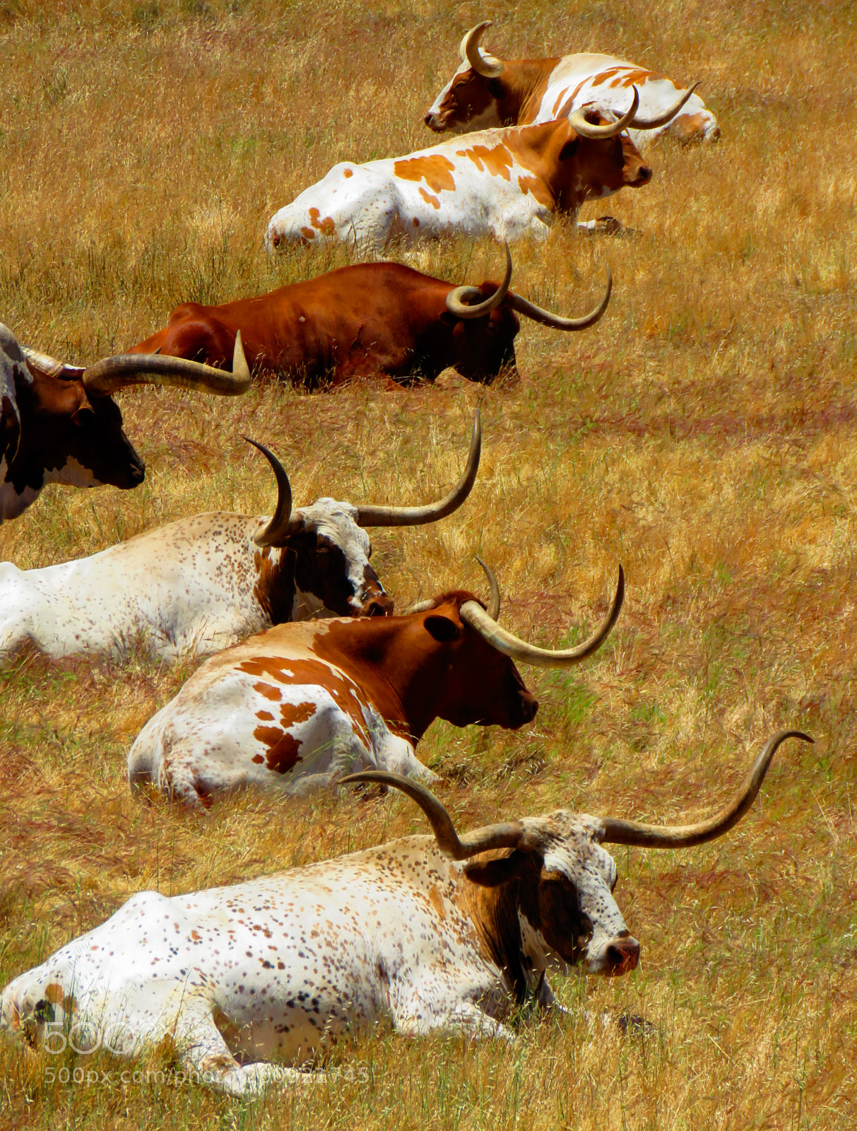 Canon PowerShot SX60 HS sample photo. Thirteen long horns photography