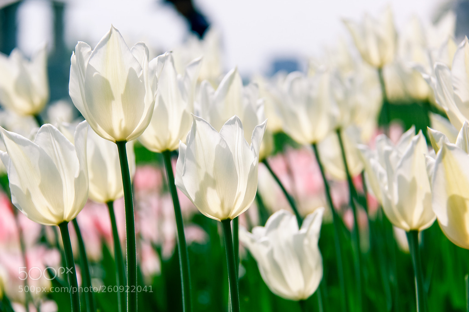 Canon EOS 60D sample photo. Moscow flower photography
