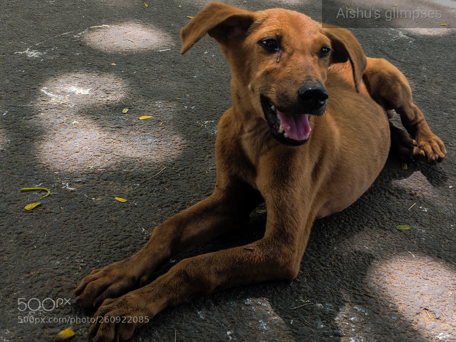 Google Pixel 2 sample photo. Dino photography