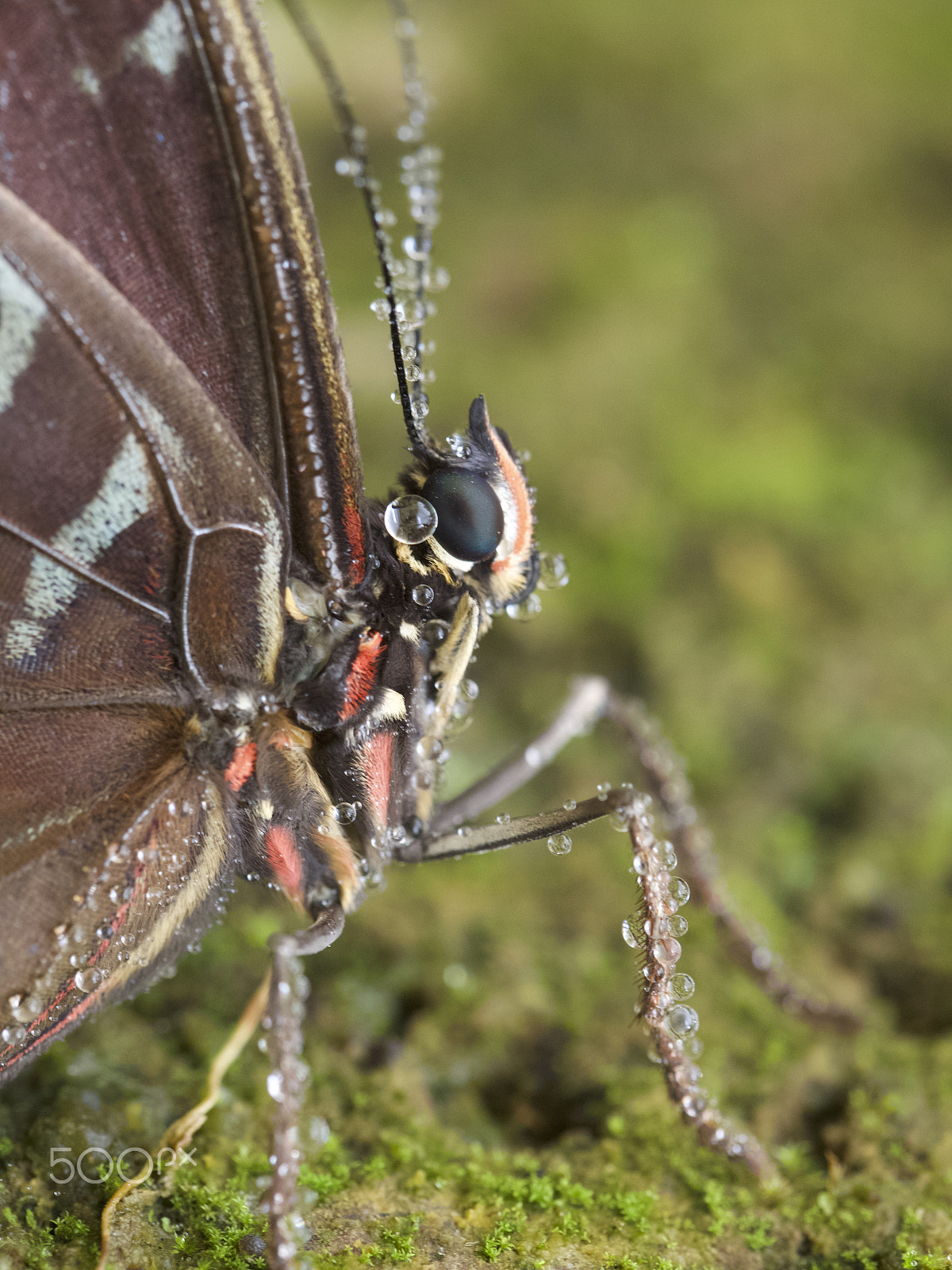 Olympus OM-D E-M10 III sample photo. Butterfly macro photography