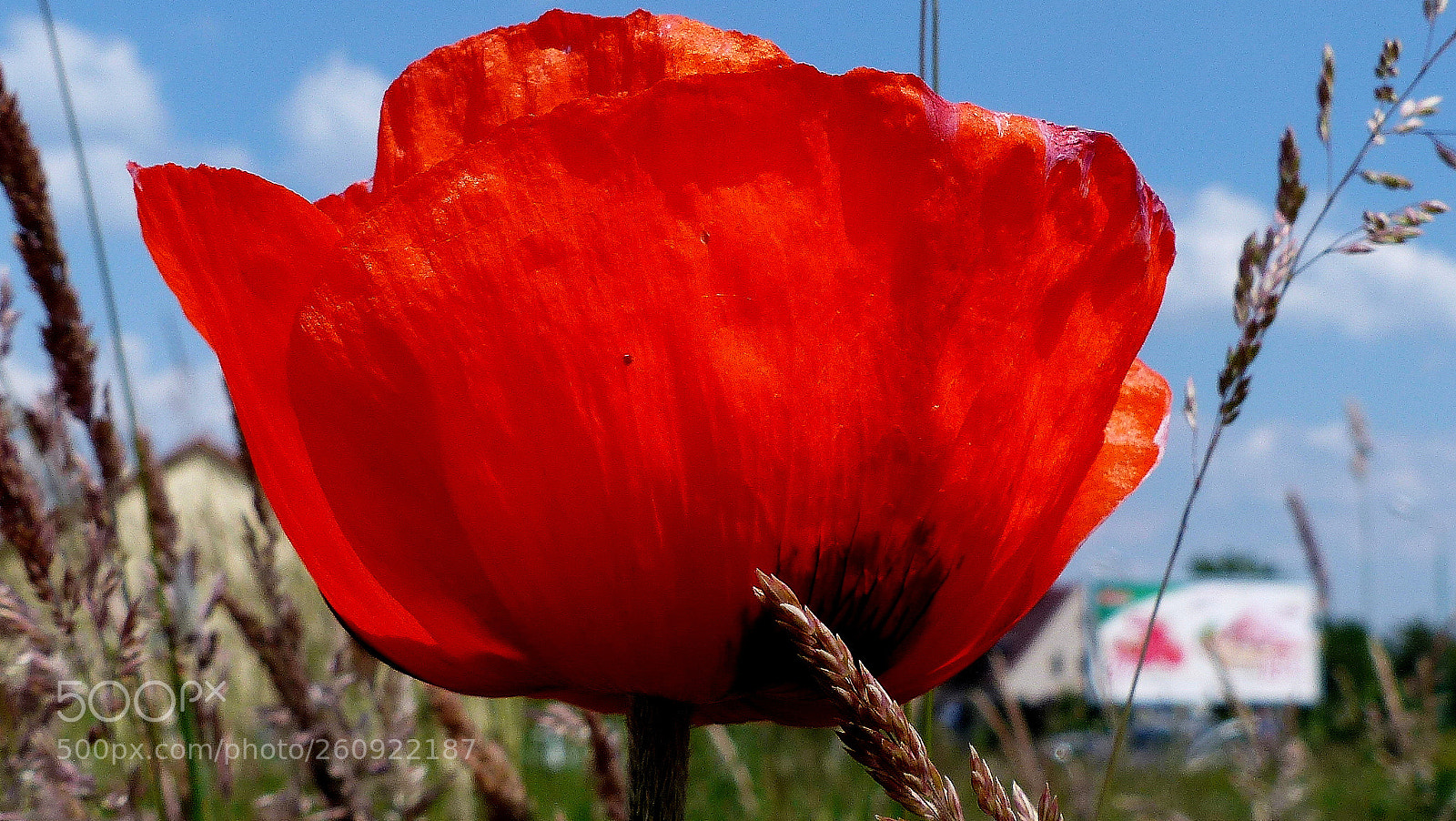 Panasonic Lumix DMC-FZ200 sample photo. Poppy. photography