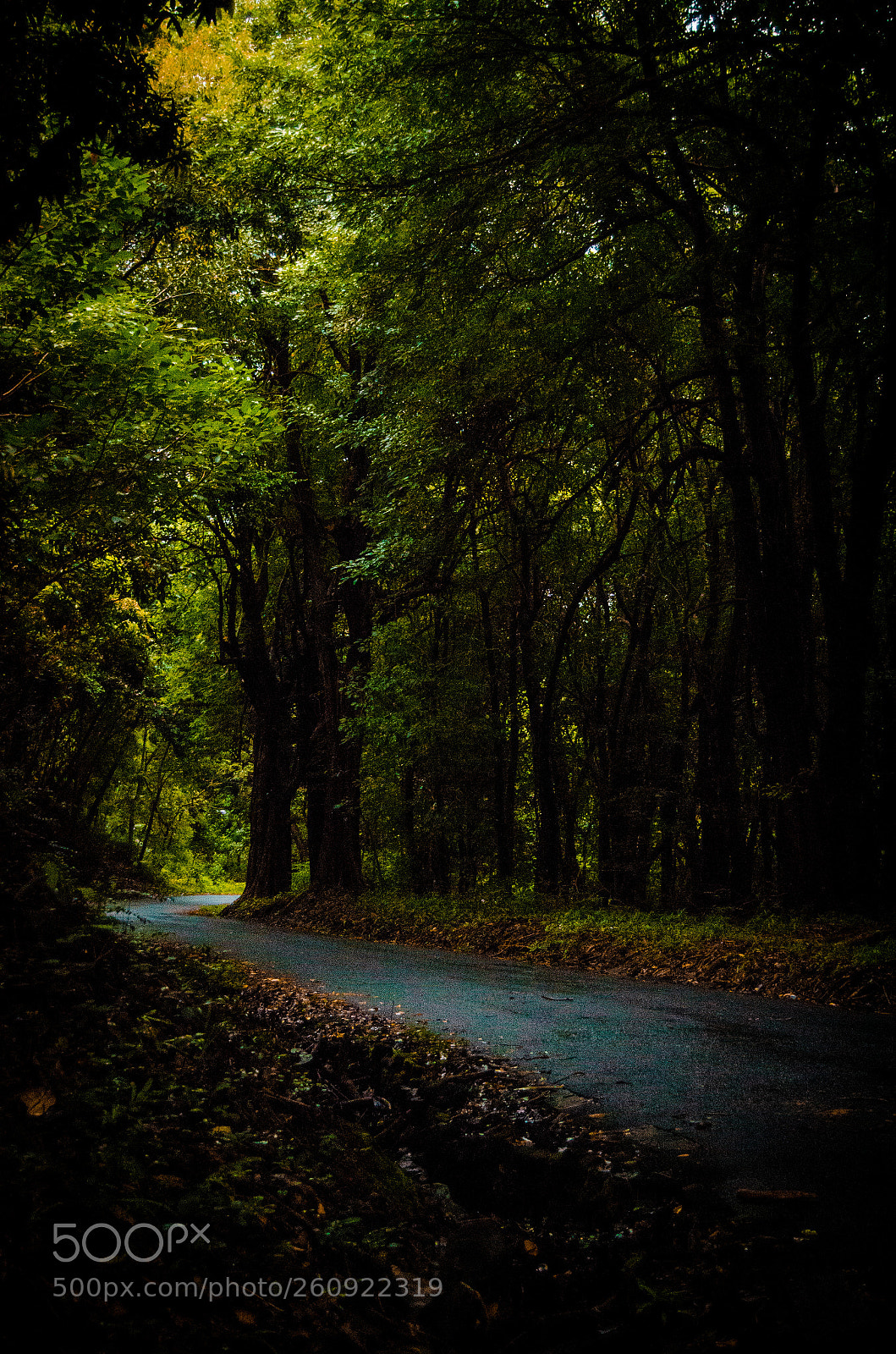 Nikon D7000 sample photo. Nicoliere (forest) photography
