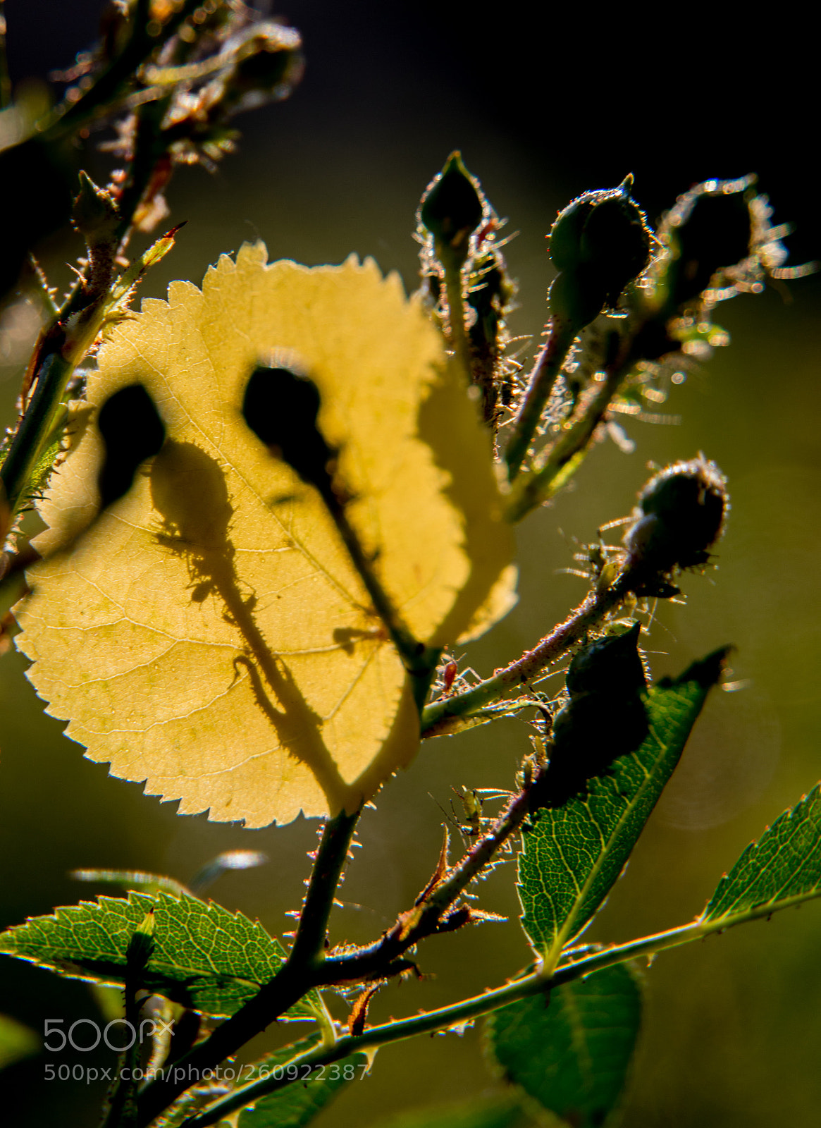 Canon EOS 6D Mark II sample photo. Shadow on the leave photography