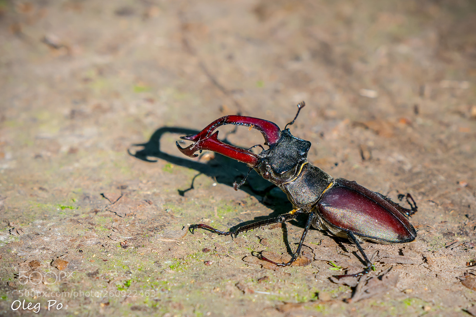 Nikon D7200 sample photo. Mr. lucanus cervus photography