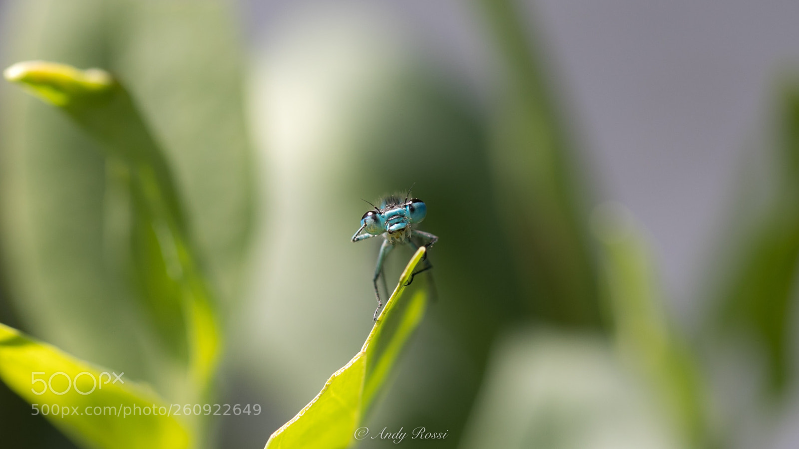 Canon EOS 5D Mark IV sample photo. Dragonfly
portrait modus...;-) photography