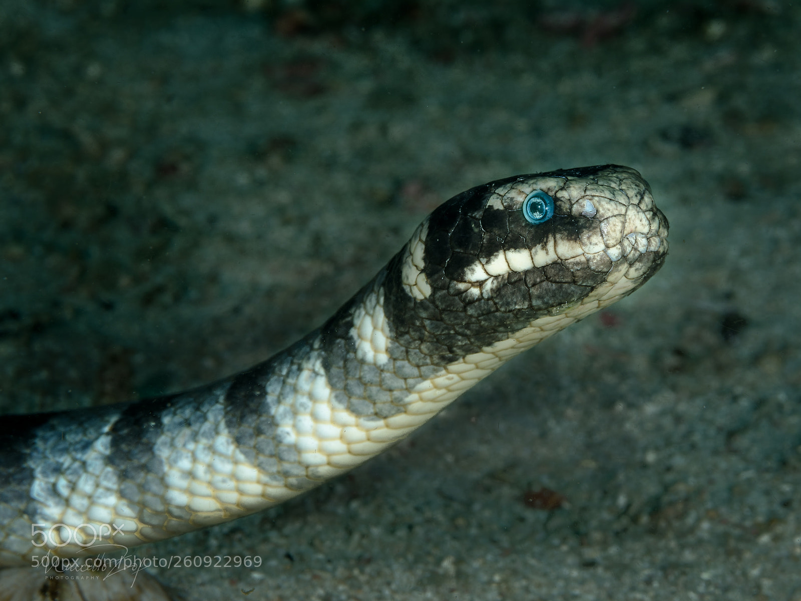 Panasonic Lumix DC-G9 sample photo. Snake curious photography