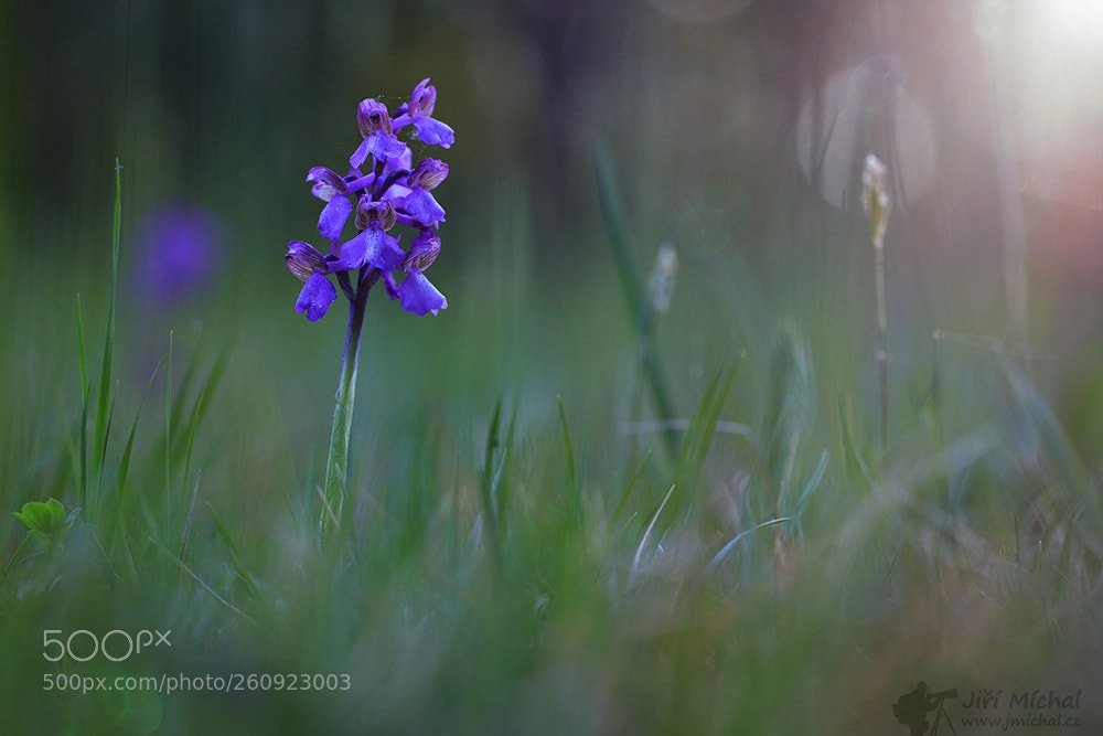 Canon EOS 5D Mark IV sample photo. Green winged orchid photography