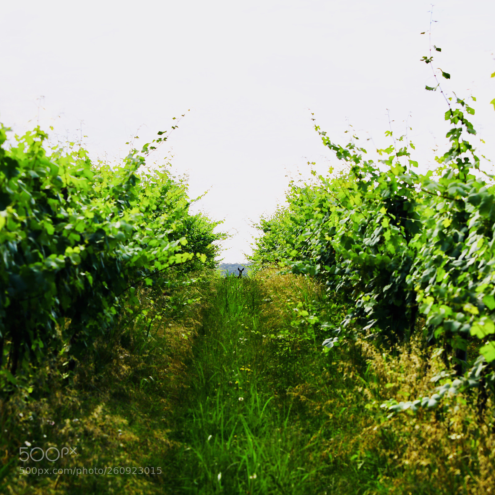 Canon EOS 5DS sample photo. Curiosity photography