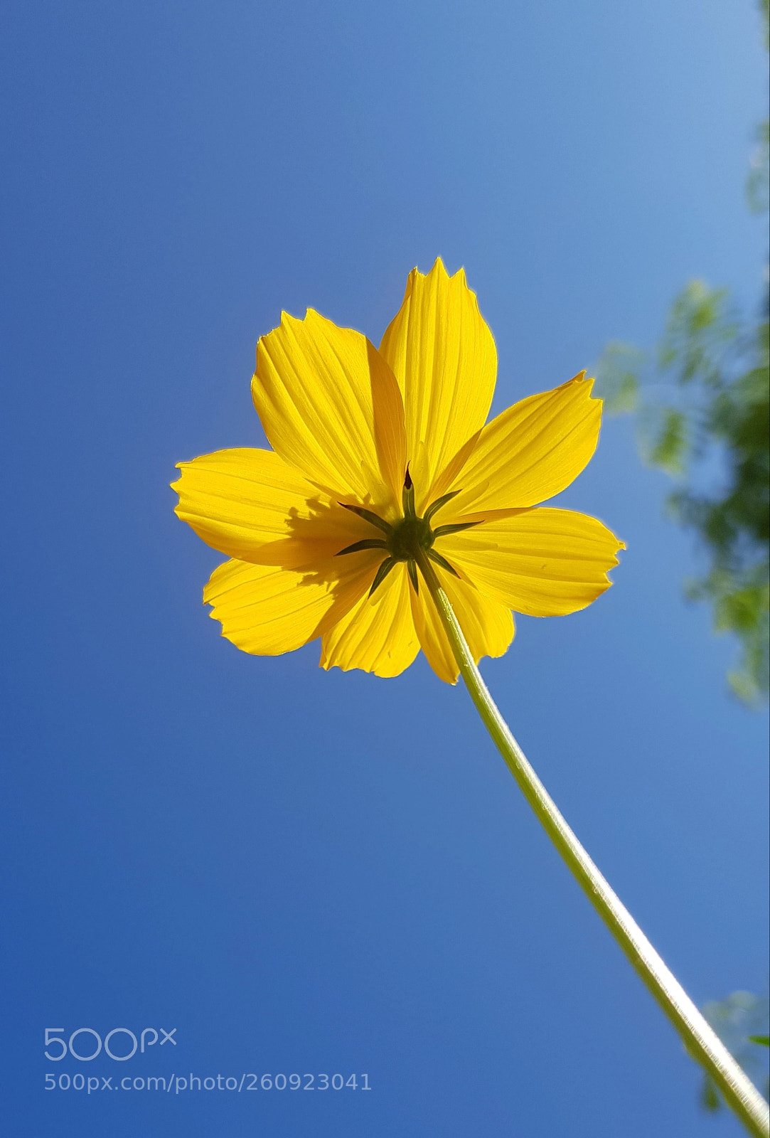 Samsung Galaxy S8 sample photo. Flowers photography