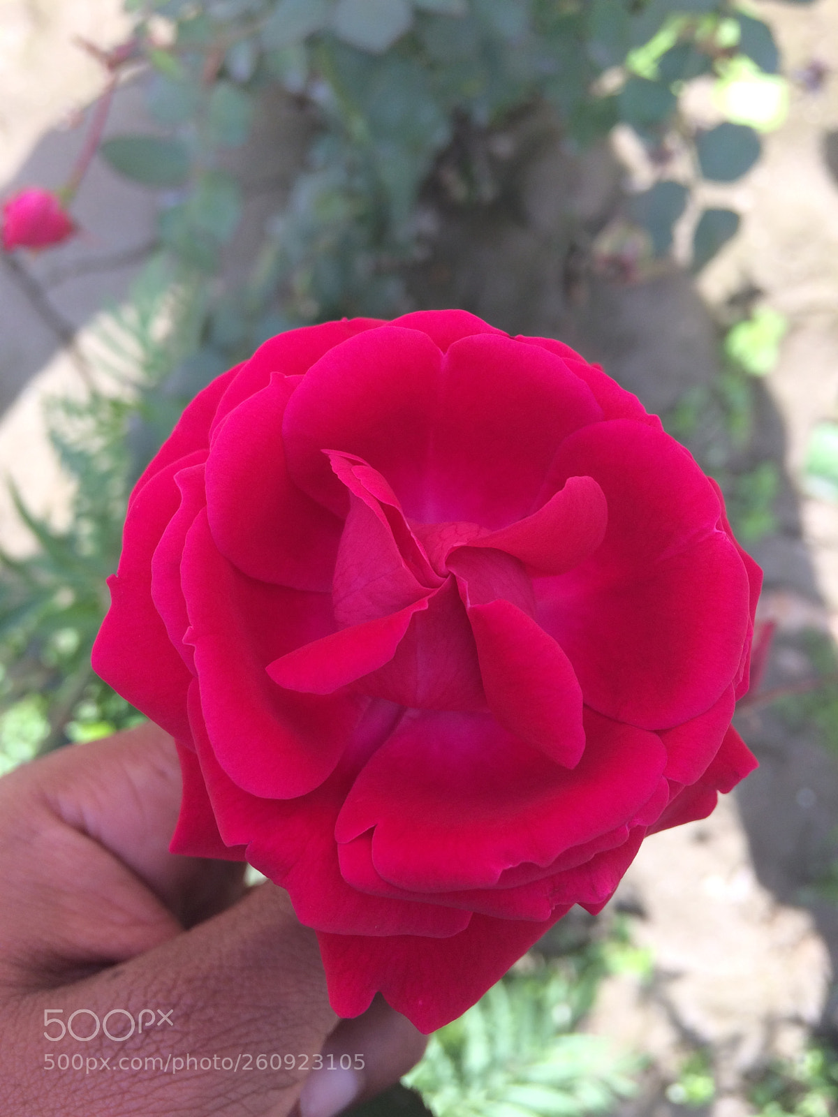 Apple iPhone 5s sample photo. Red roses photography