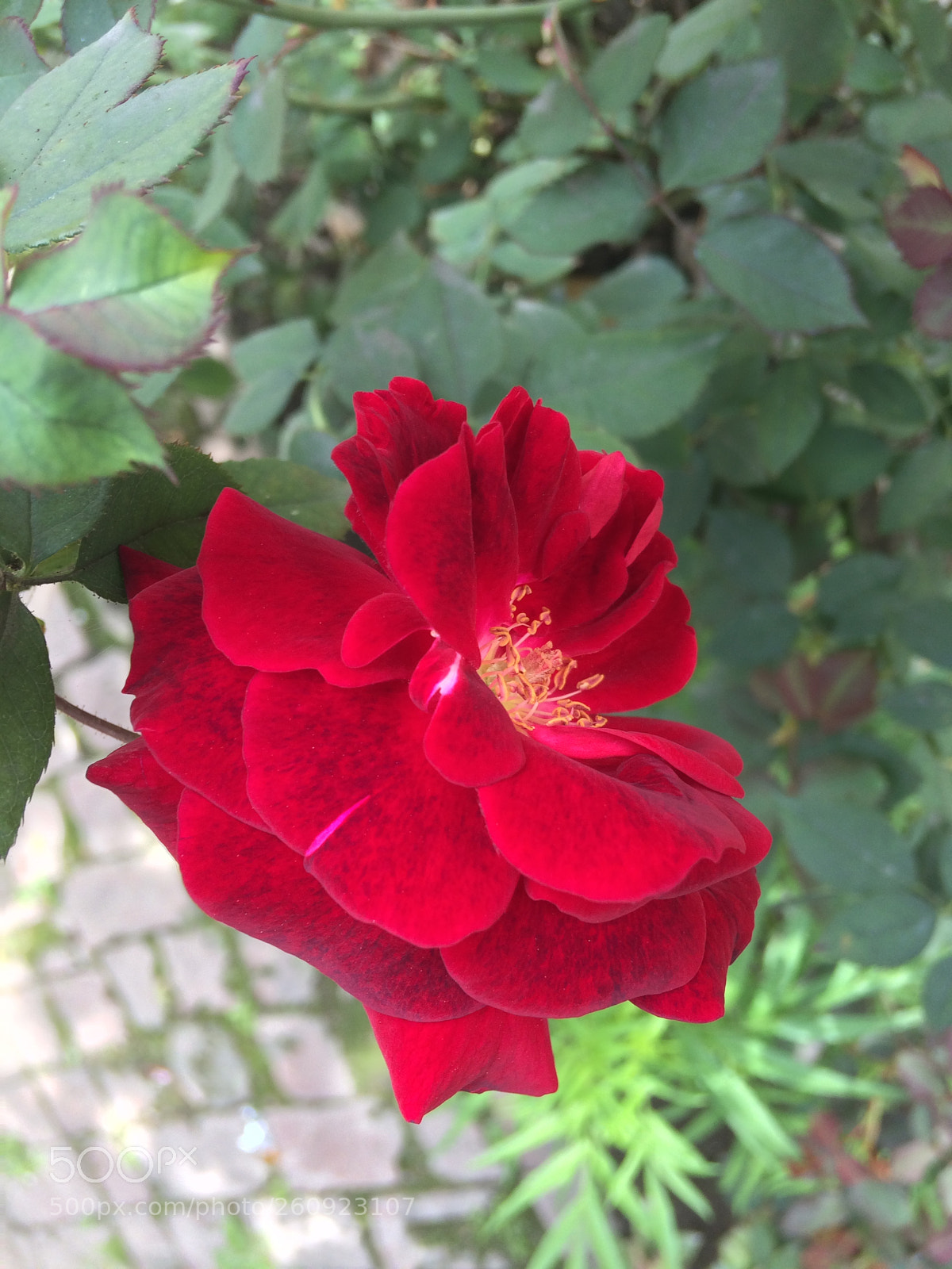 Apple iPhone 5s sample photo. Red roses photography