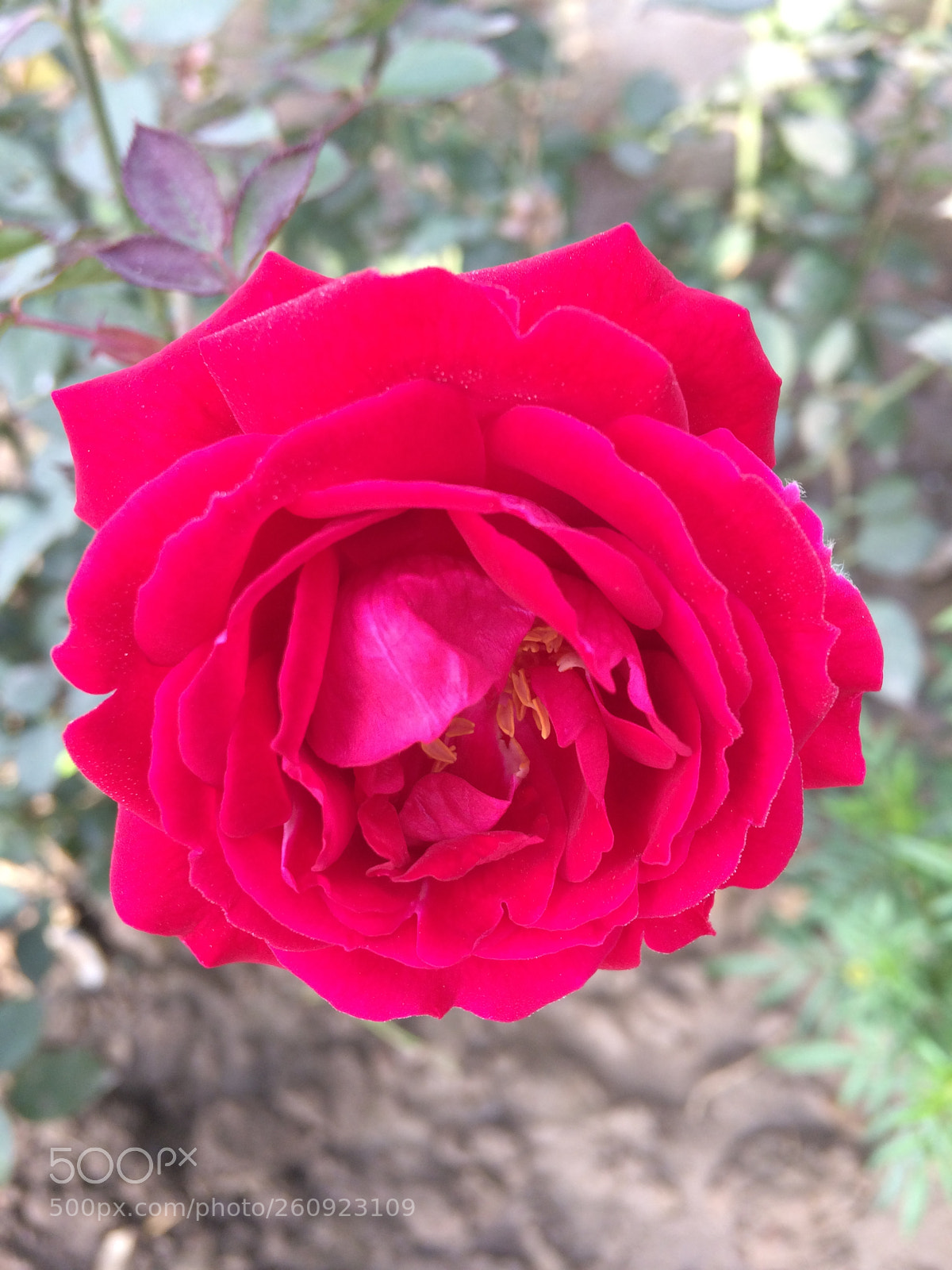 Apple iPhone 5s sample photo. Red roses photography