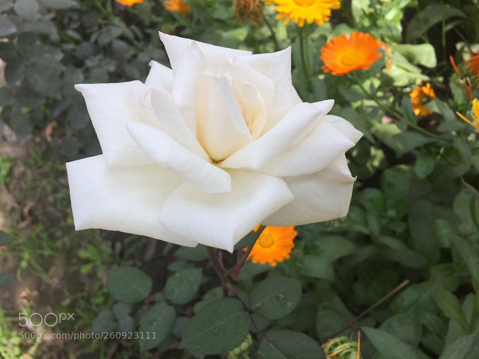 Apple iPhone 5s sample photo. Red roses photography