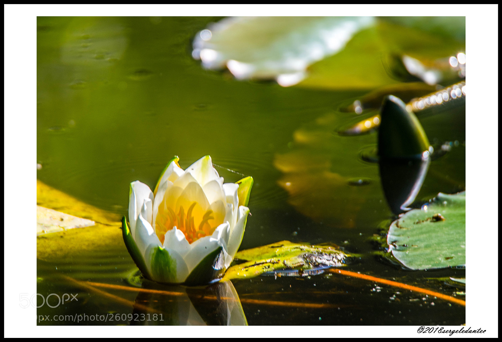 Nikon D5300 sample photo. Nénuphar photography