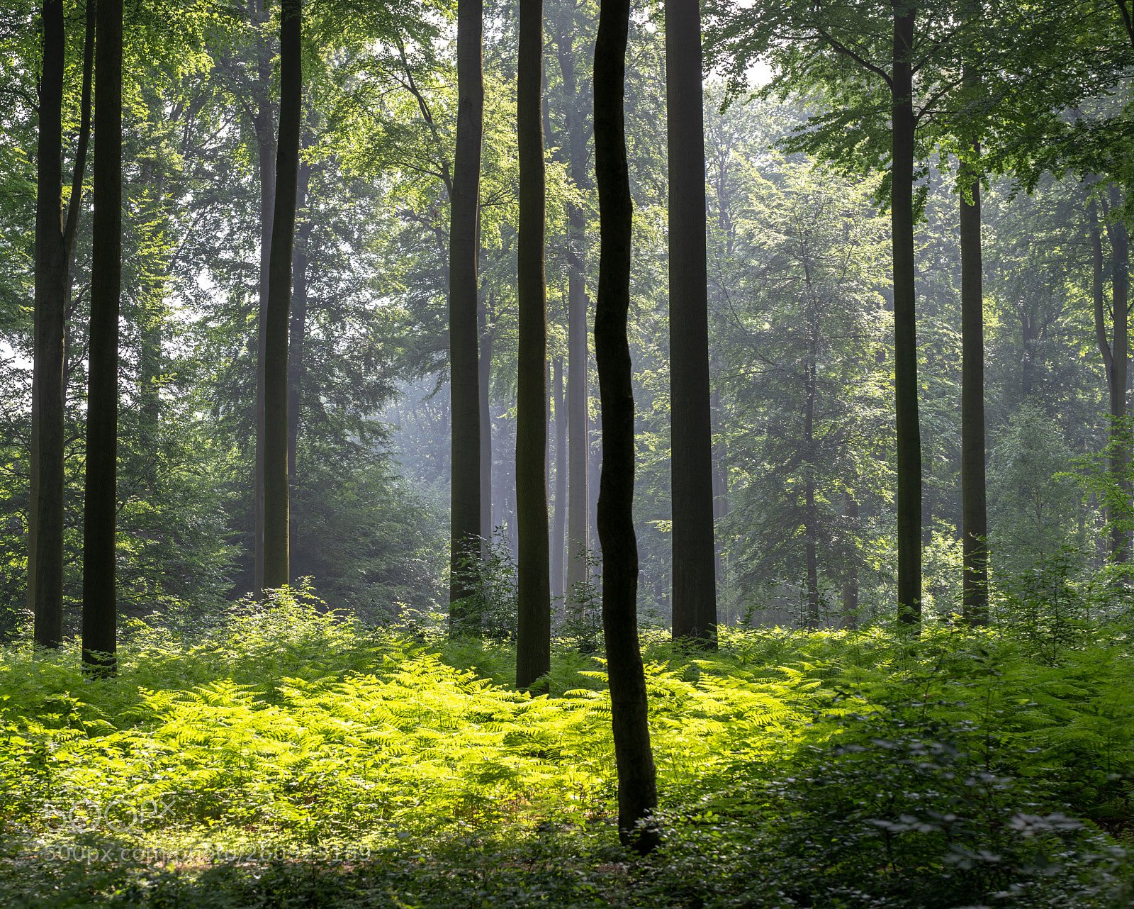 Canon EOS 6D Mark II sample photo. Sonian forest - mist photography
