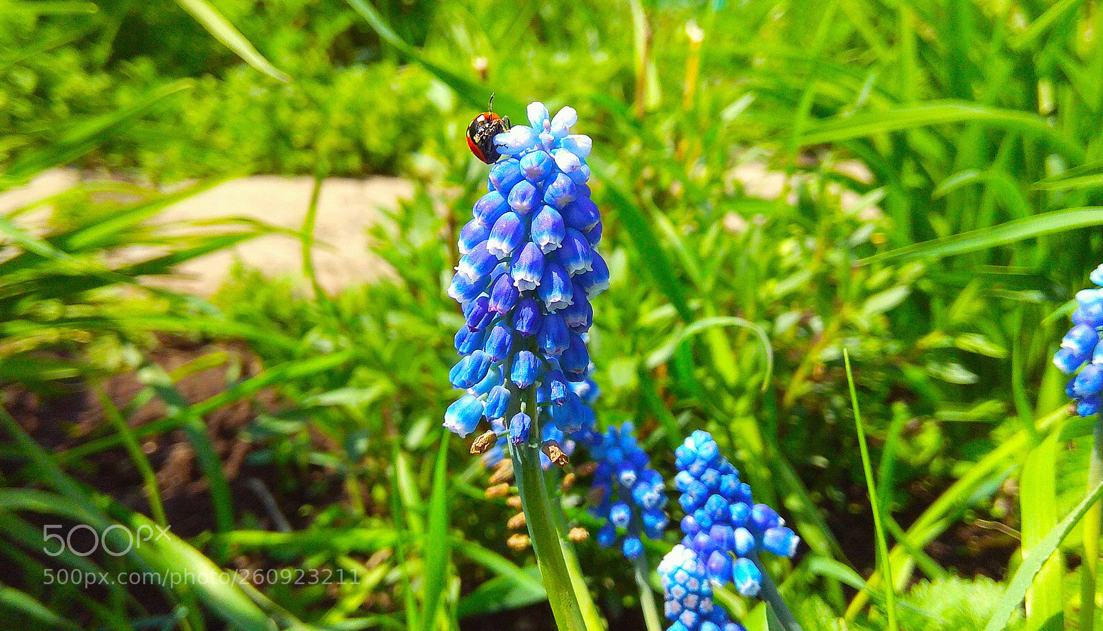 Xiaomi Redmi Note 4 sample photo. Untitled photography
