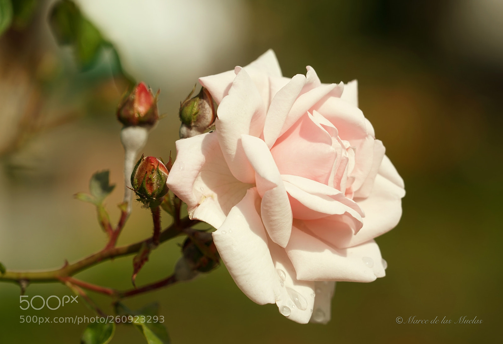 Sony a7R sample photo. Rosa palida photography