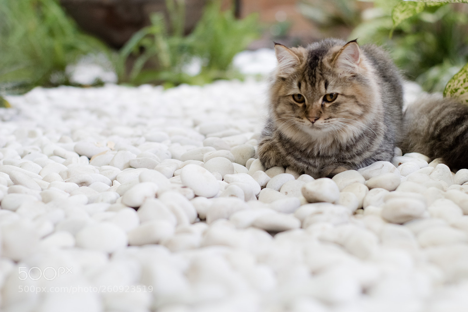 Canon EOS 60D sample photo. Kitten photography