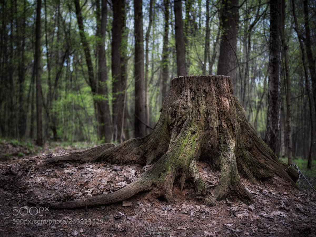 Olympus OM-D E-M1 sample photo. Stump photography