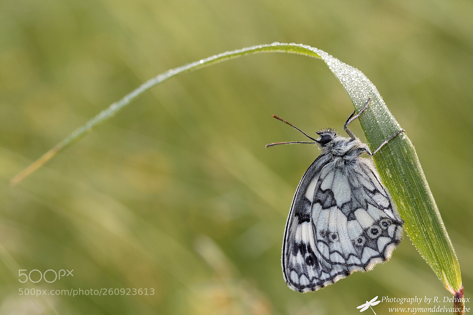 Canon EOS 7D Mark II sample photo. Demi-deuil (melanargia galathea) photography