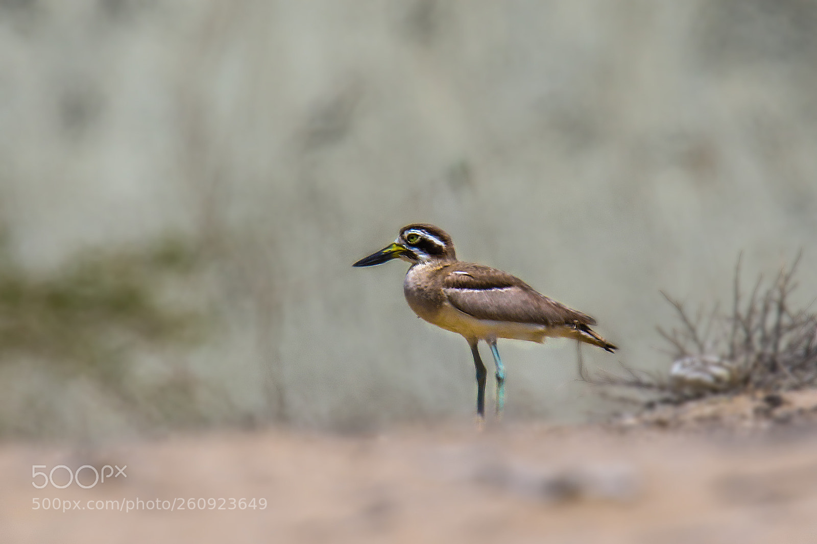 Canon EOS 7D Mark II sample photo. Great stone-curlew photography