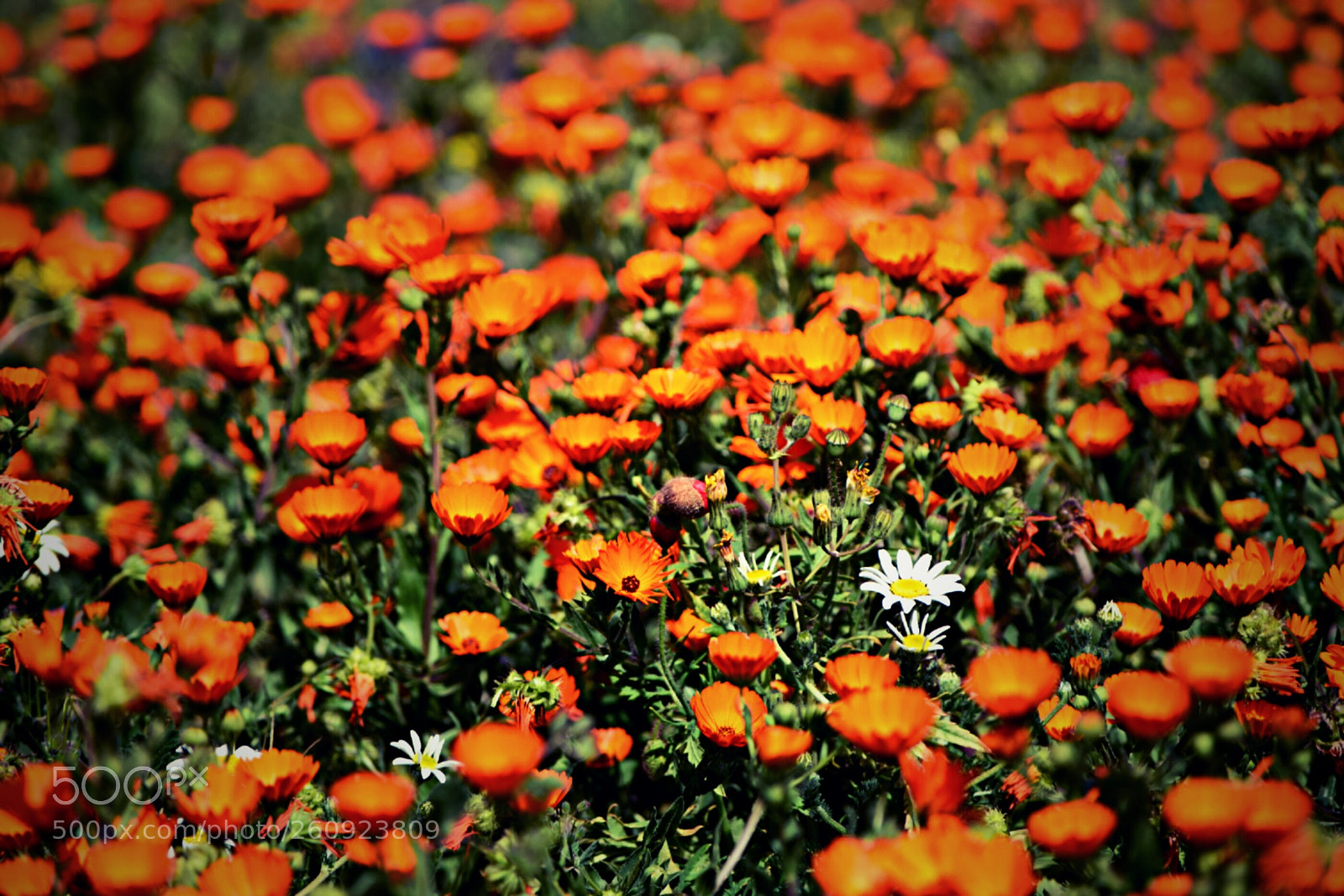 Nikon D5300 sample photo. Be yourself photography