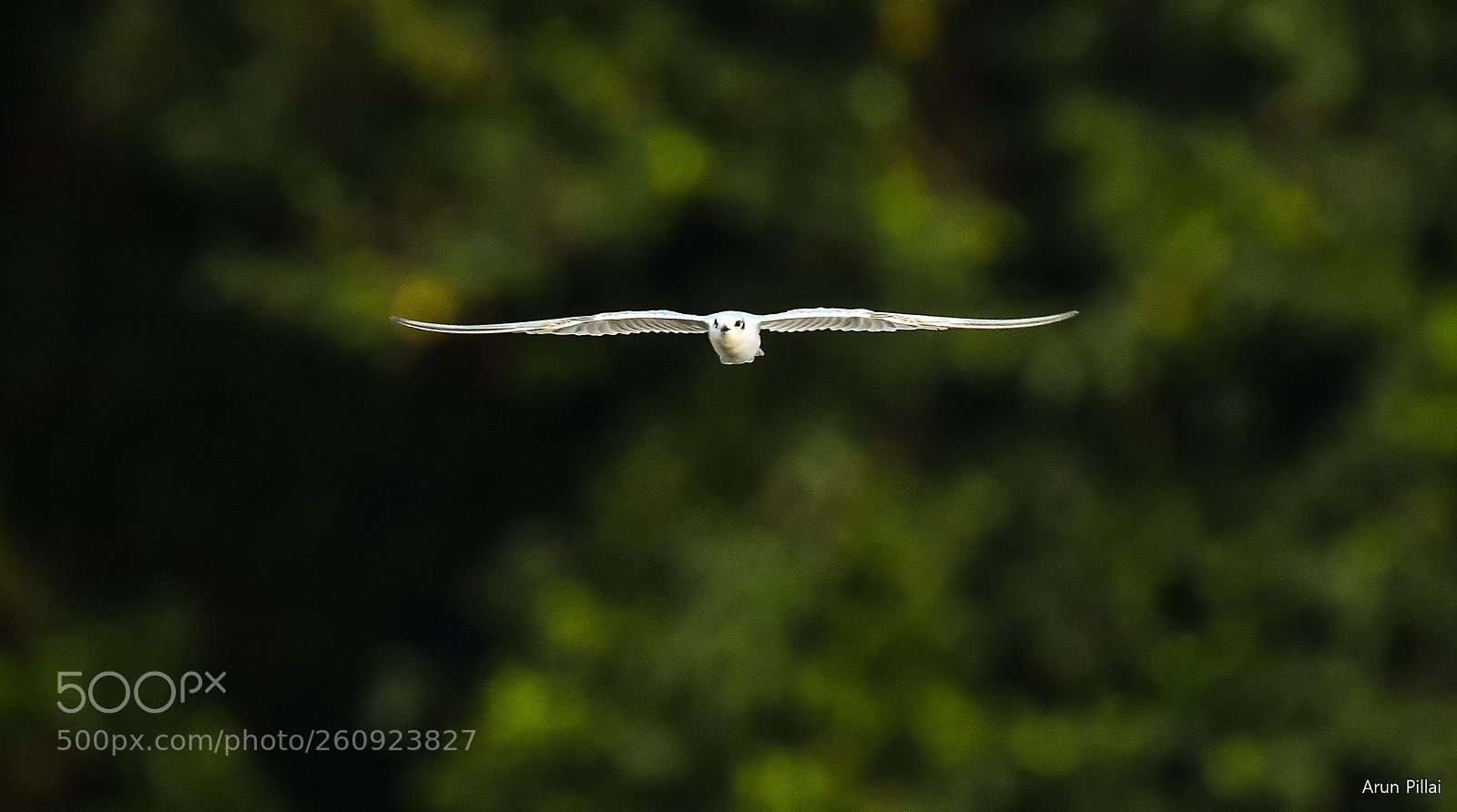 Nikon D500 sample photo. The straight bird photography