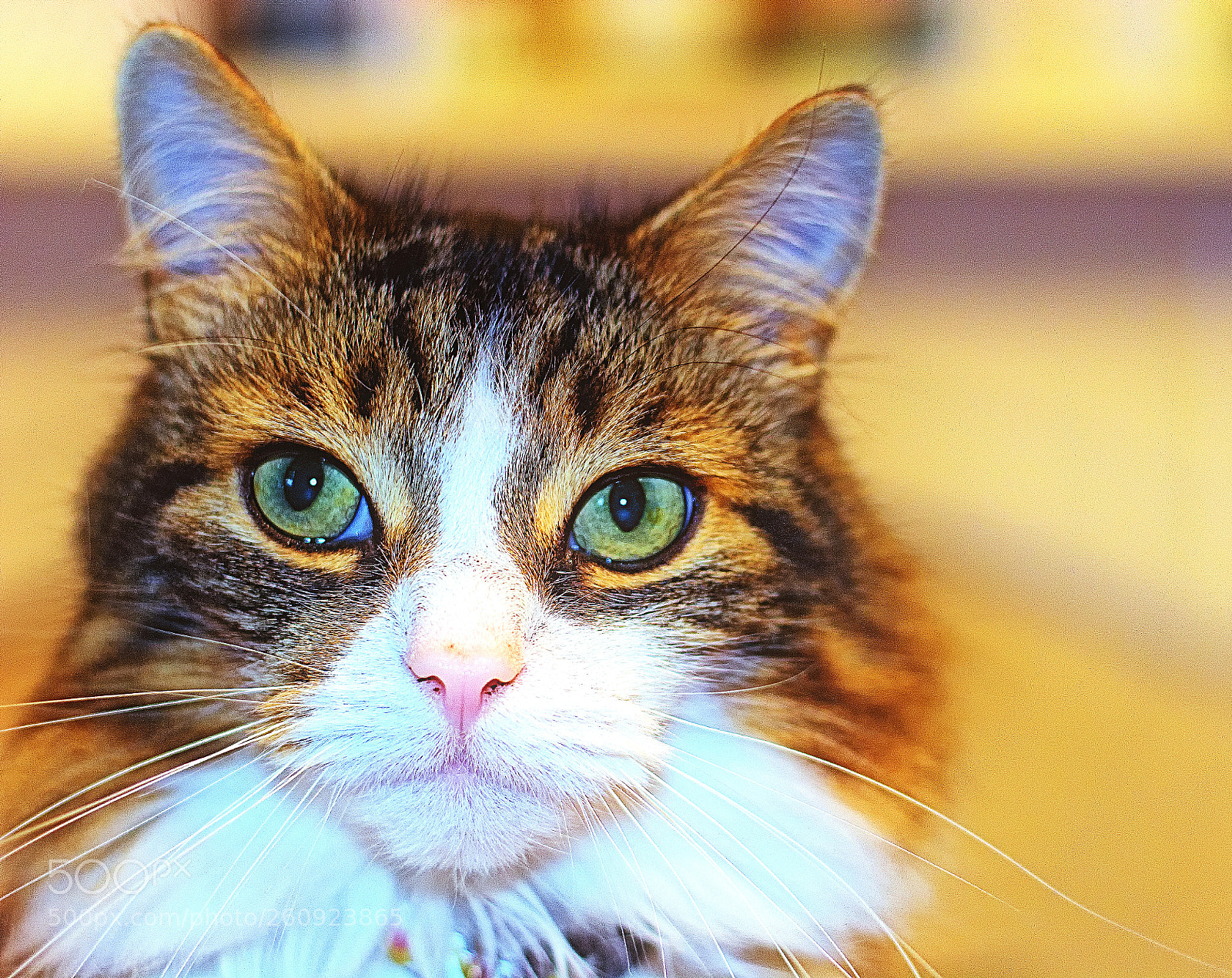 Nikon D7100 sample photo. George photography