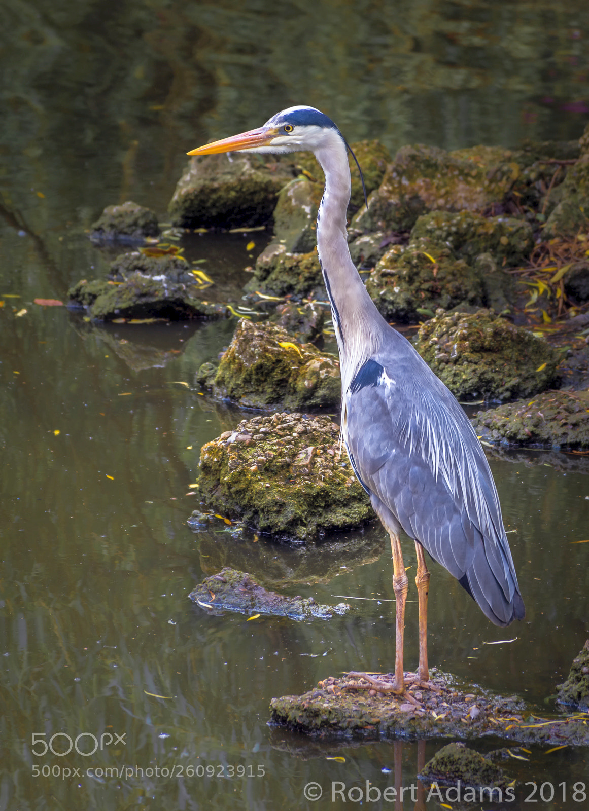 Nikon D7100 sample photo. Grey heron photography