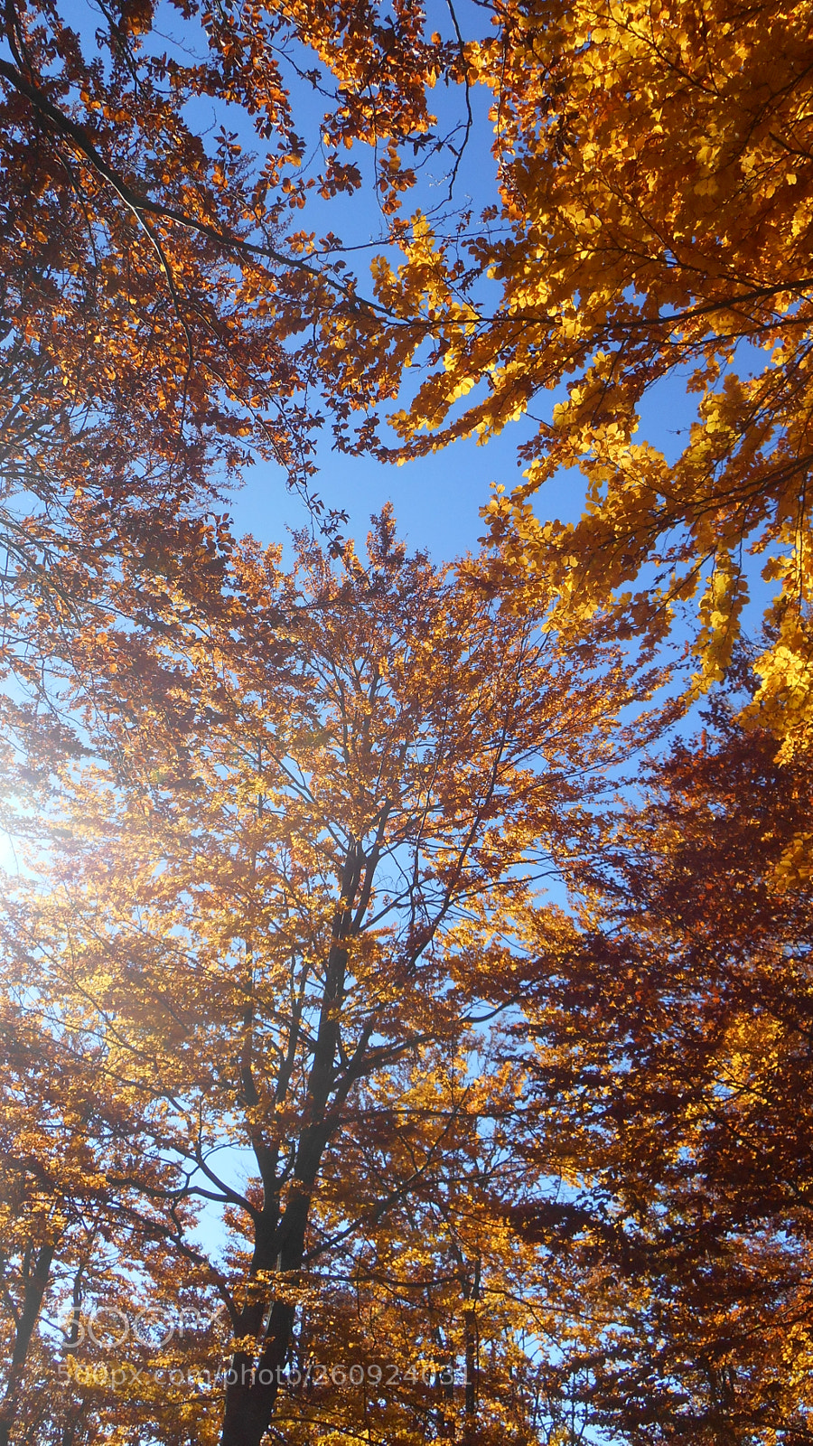 Nikon Coolpix S3500 sample photo. Autumn photography