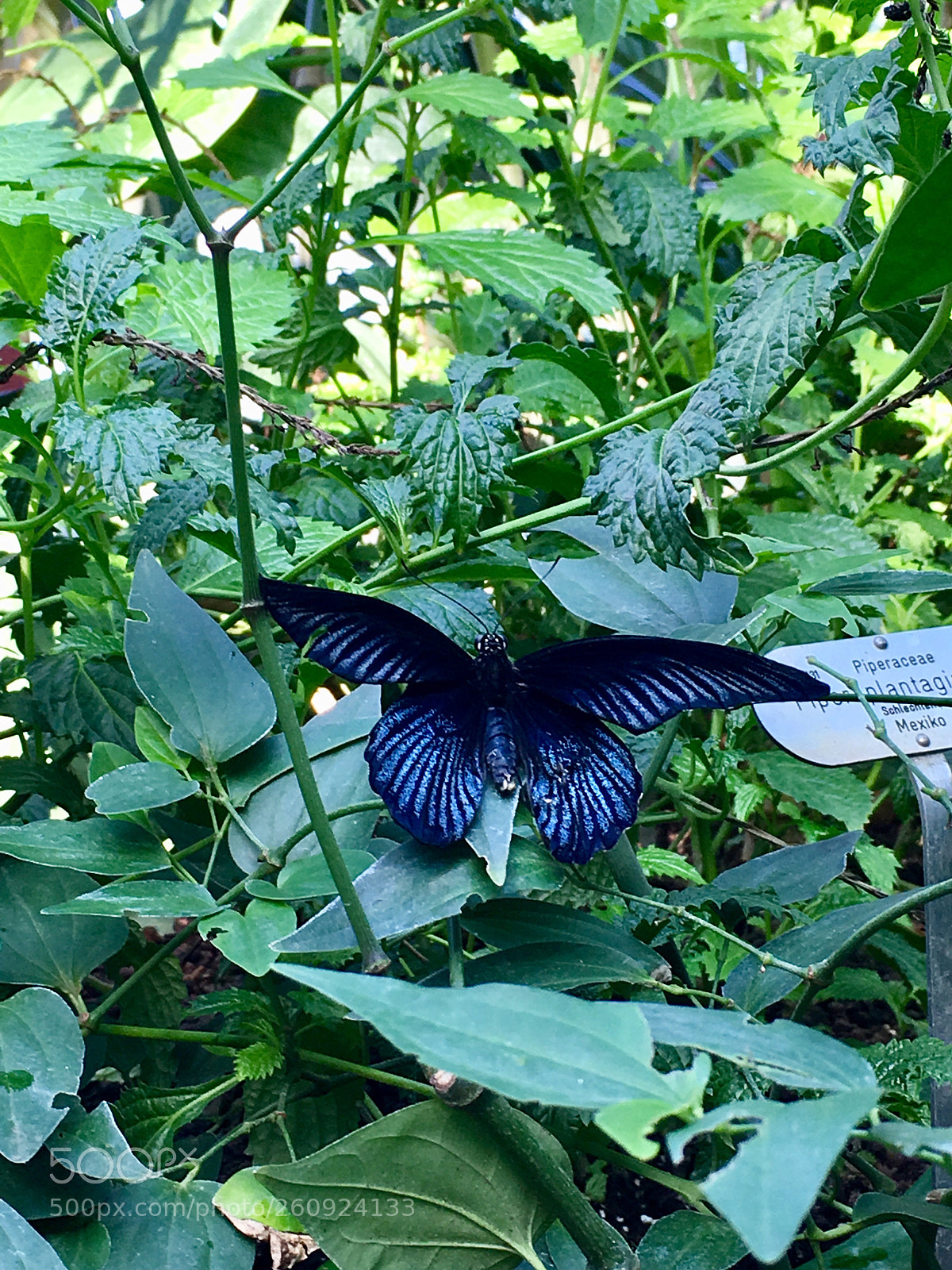 Apple iPhone 6s sample photo. Untitled photography