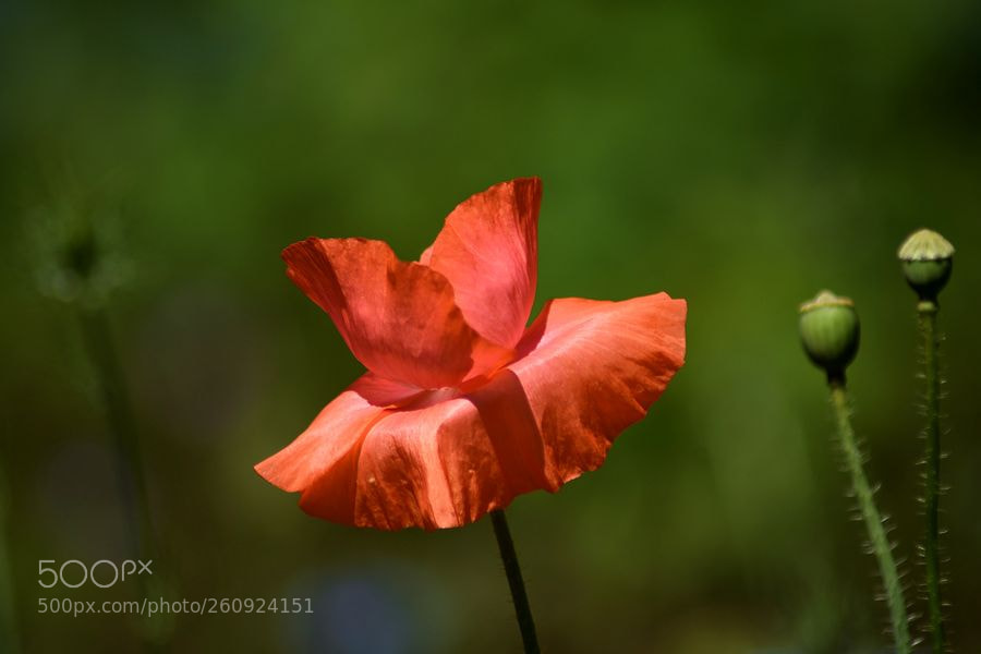Nikon D7200 sample photo. *** photography