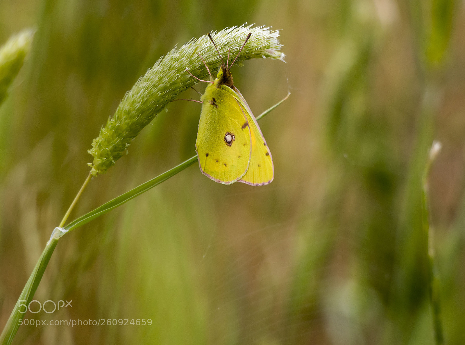 Canon EOS 77D (EOS 9000D / EOS 770D) sample photo. Butterfly photography