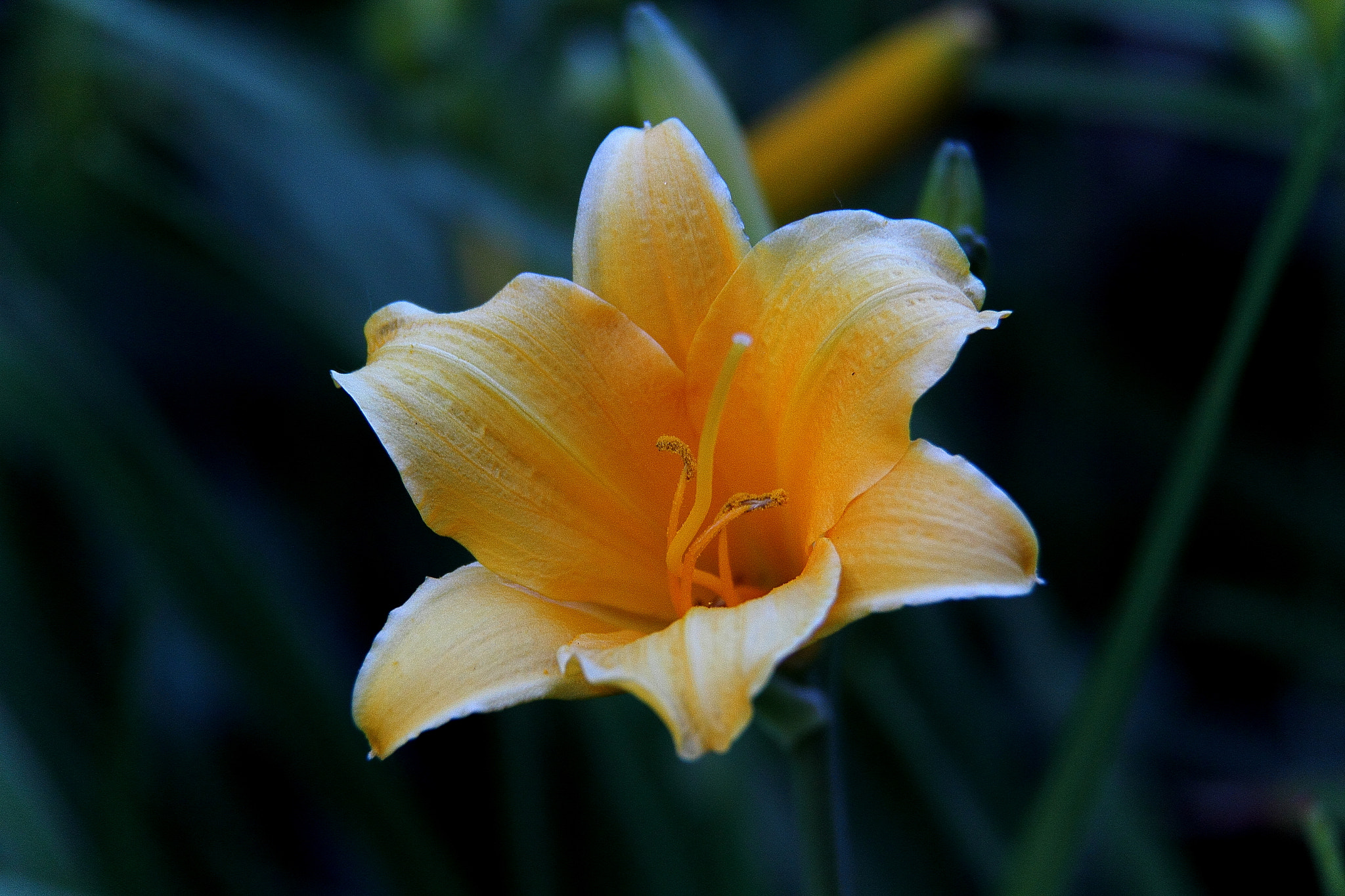Canon EF-S 18-200mm F3.5-5.6 IS sample photo. Lilium photography