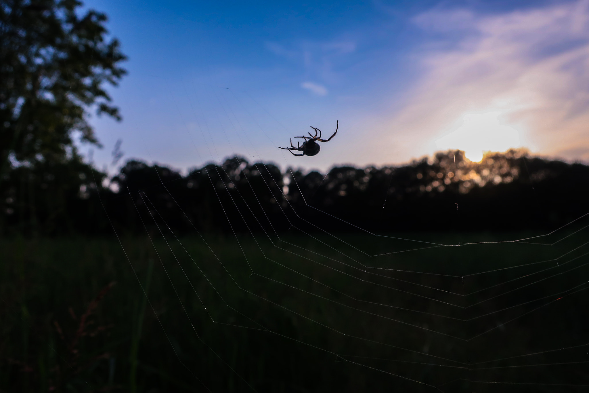 Canon PowerShot G9 X Mark II sample photo. Spider at work. photography
