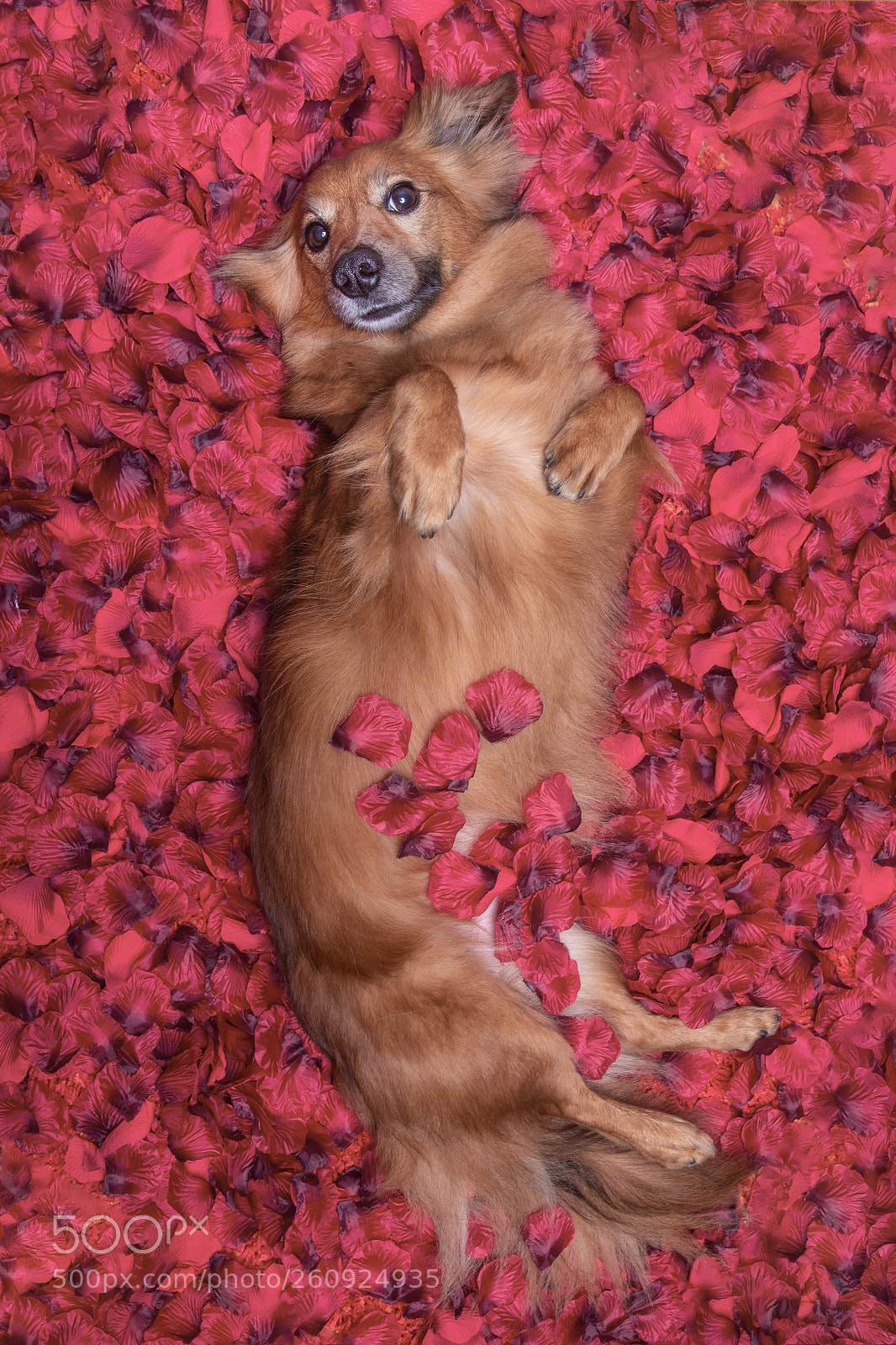 Canon EOS 6D Mark II sample photo. Dog looking and staring photography