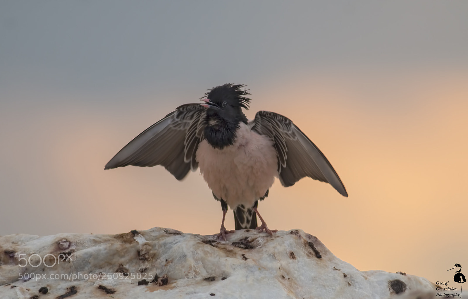 Canon EOS 70D sample photo. Rose-colored starling photography