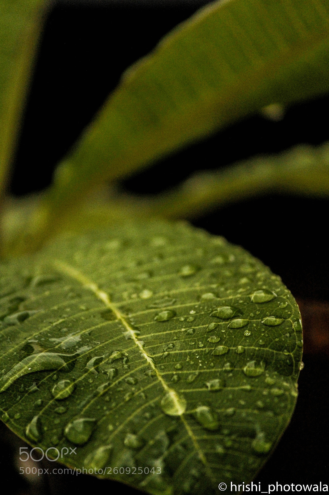 Canon EOS 1200D (EOS Rebel T5 / EOS Kiss X70 / EOS Hi) sample photo. Leaf photography