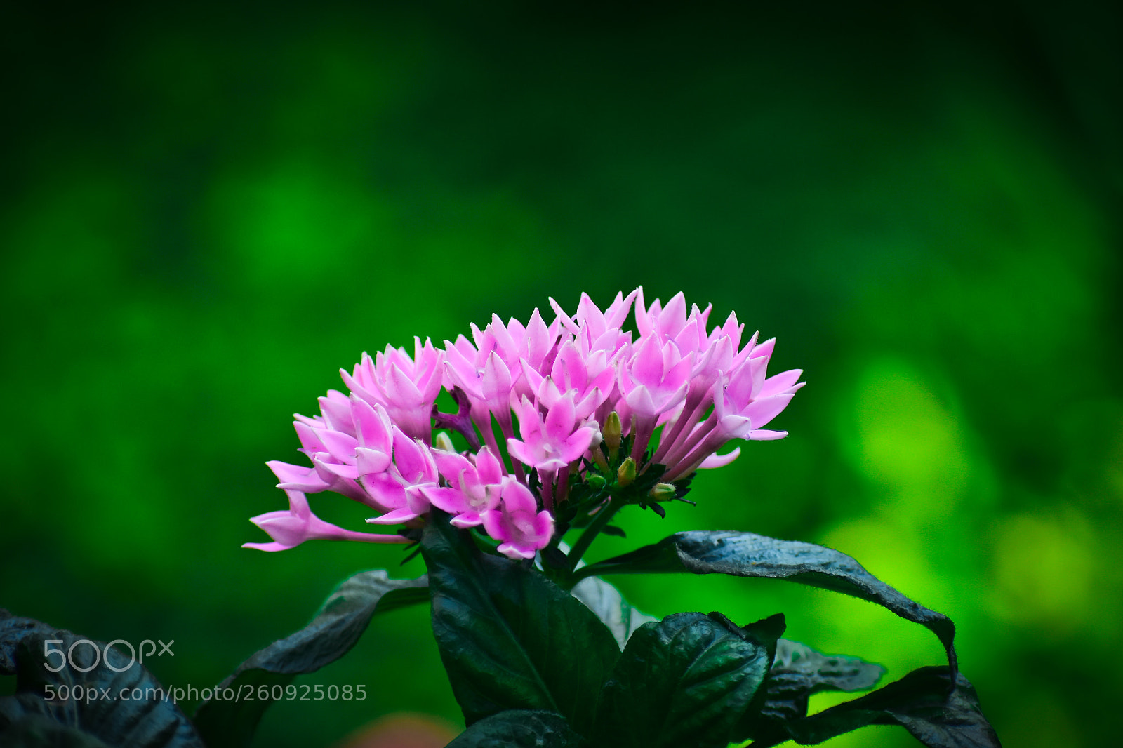 Nikon D3400 sample photo. The lovely flowers photography