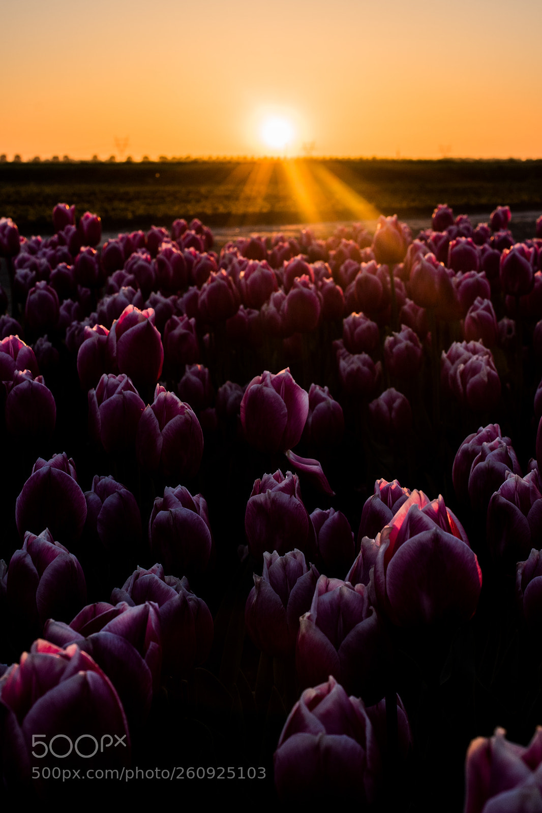 Nikon D5500 sample photo. Light of holland photography