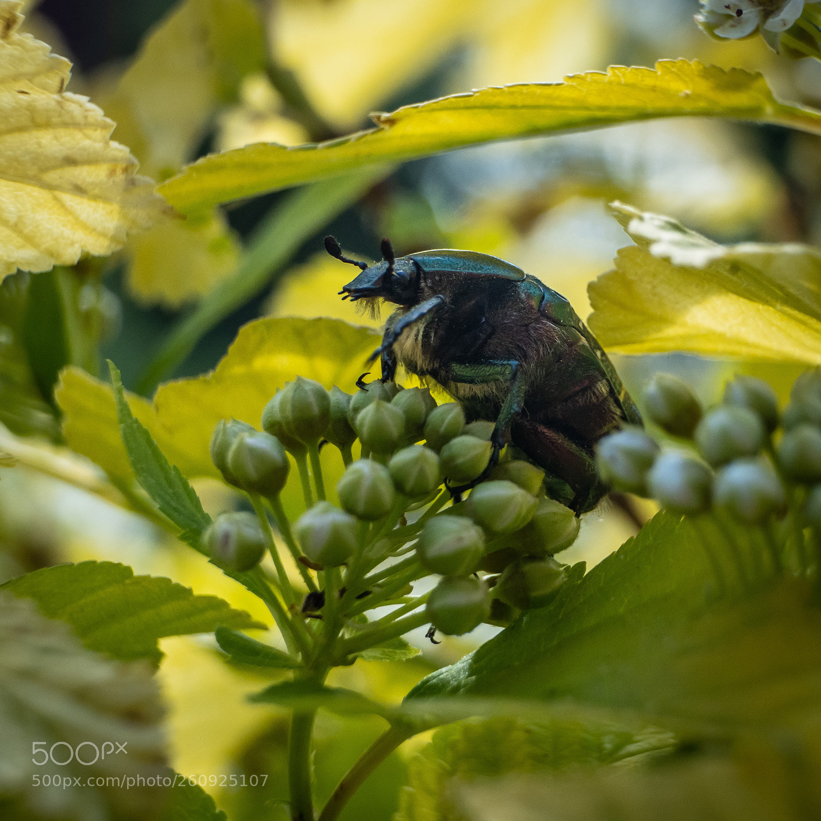 Sony a7 III sample photo. Cetonia aurata photography