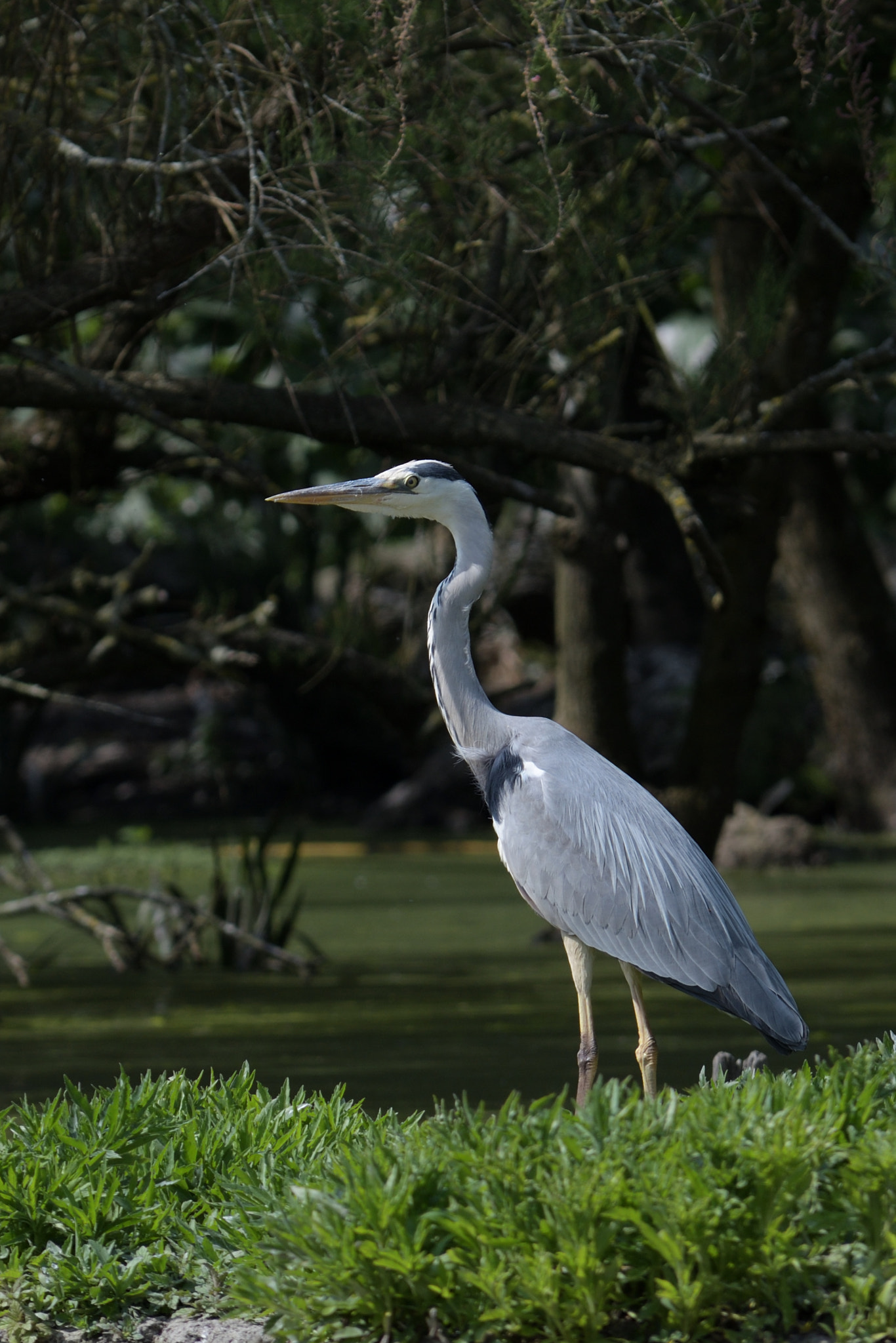 Nikon AF Nikkor 80-400mm F4.5-5.6D ED VR sample photo. Héron cendré photography