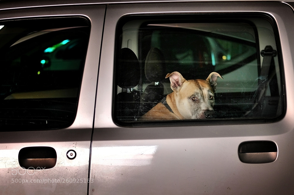 Fujifilm X-T2 sample photo. Loneliness has no species photography