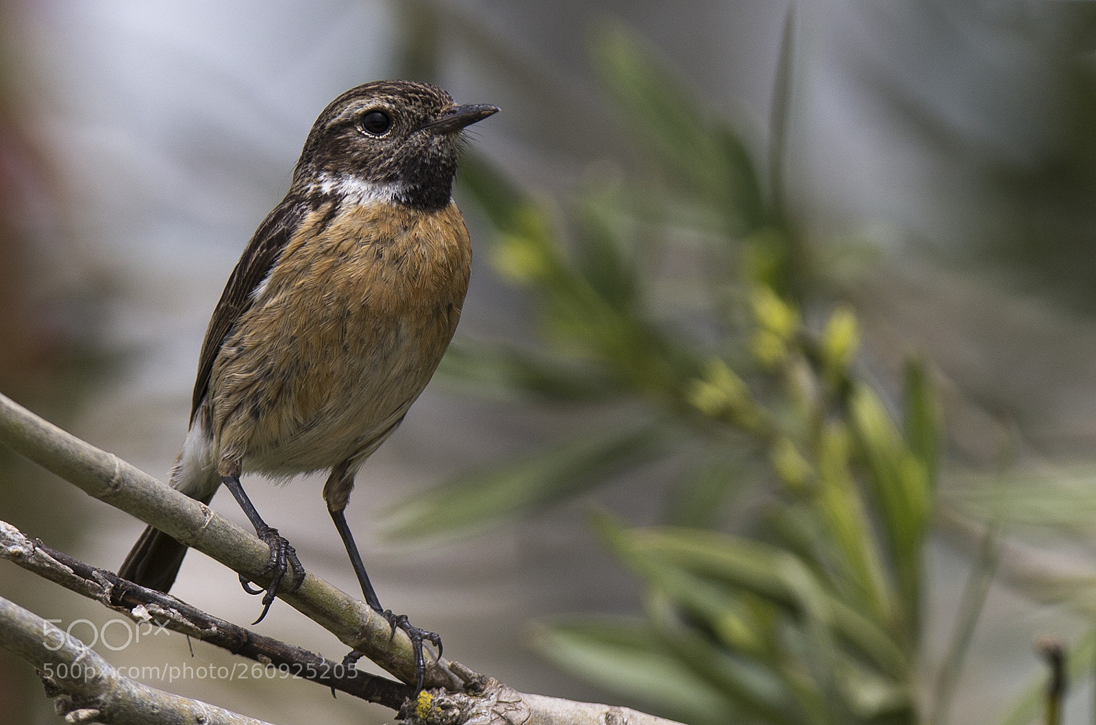 Canon EOS-1D X sample photo. Sortstrubet bynkefugl/stonechat photography