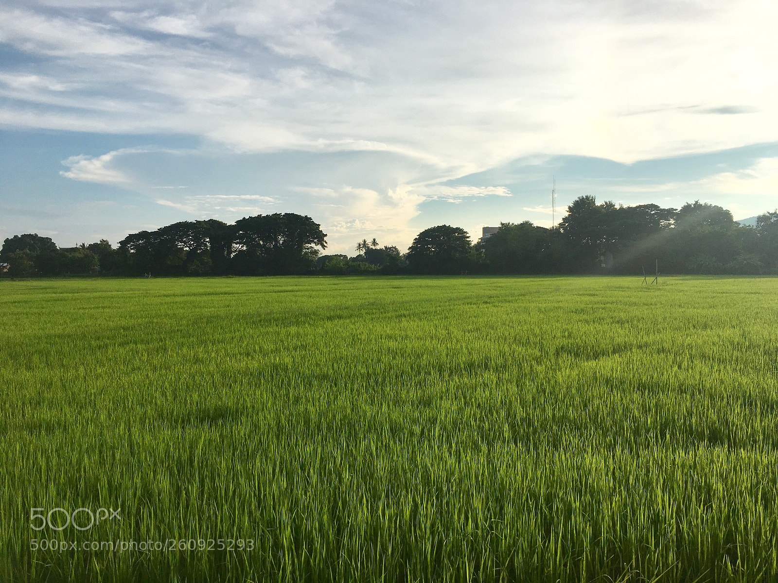 Apple iPhone 6s Plus sample photo. Untitled photography