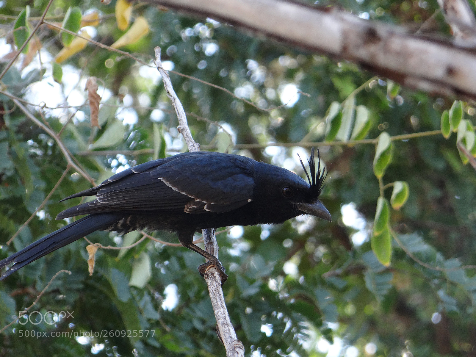 Sony DSC-HX200V sample photo. Drongo photography