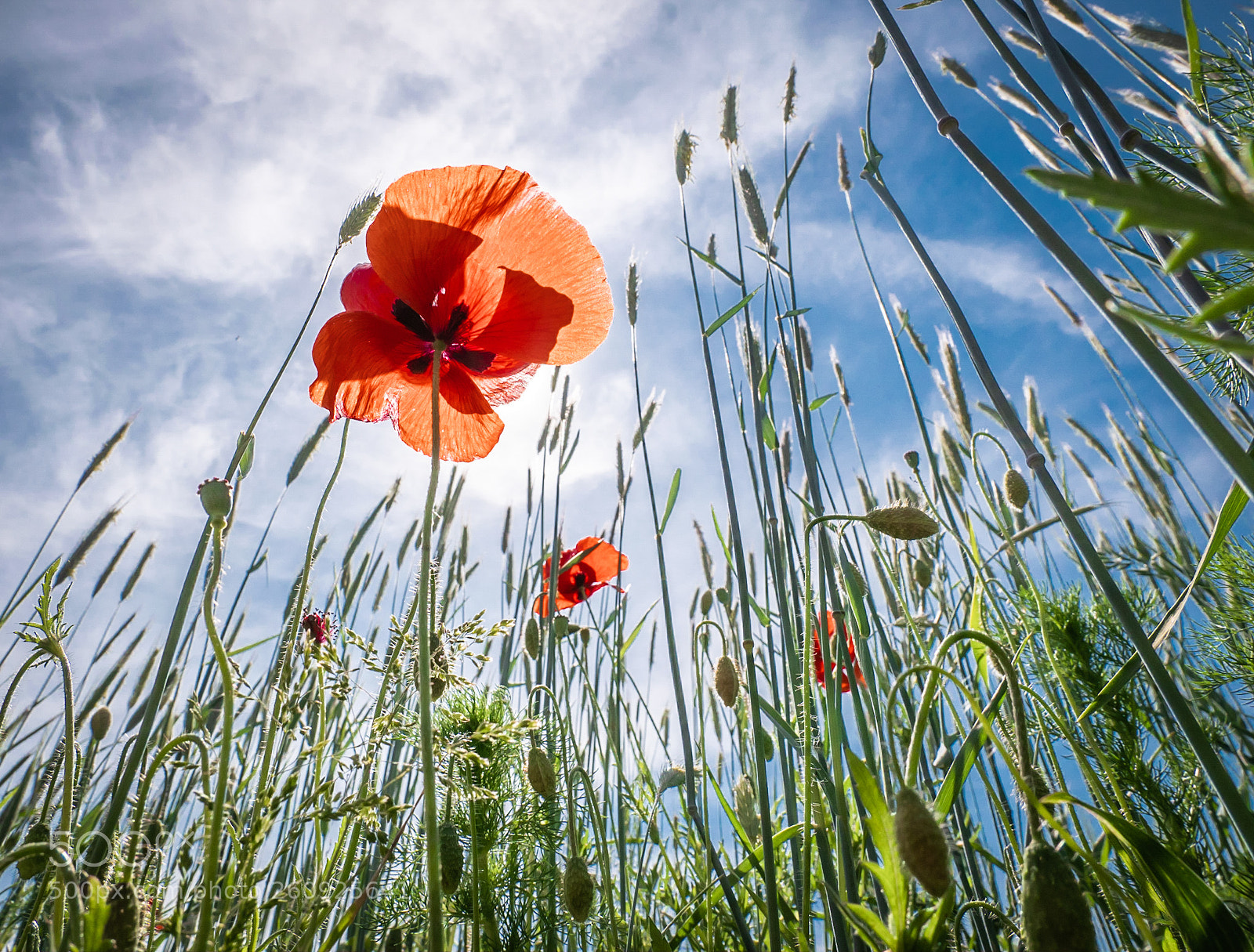 Panasonic Lumix DMC-GX85 (Lumix DMC-GX80 / Lumix DMC-GX7 Mark II) sample photo. Red poppy photography